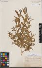 Foto von Salix excelsa S. G. Gmel.